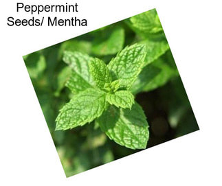 Peppermint Seeds/ Mentha