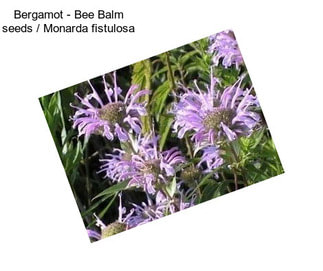Bergamot - Bee Balm seeds / Monarda fistulosa