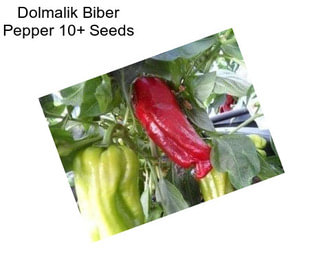Dolmalik Biber Pepper 10+ Seeds