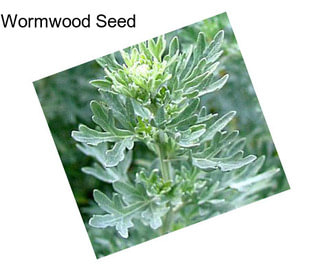 Wormwood Seed