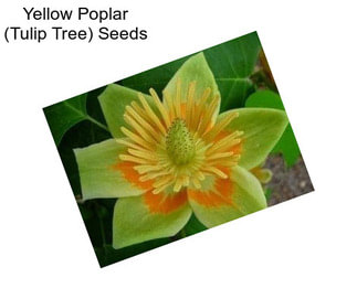 Yellow Poplar (Tulip Tree) Seeds