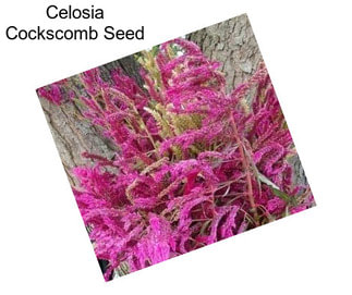 Celosia Cockscomb Seed