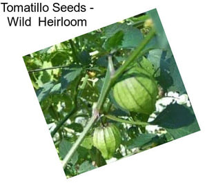 Tomatillo Seeds - Wild  Heirloom