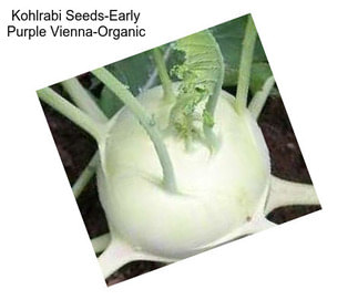 Kohlrabi Seeds-Early Purple Vienna-Organic