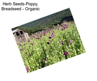 Herb Seeds-Poppy, Breadseed - Organic