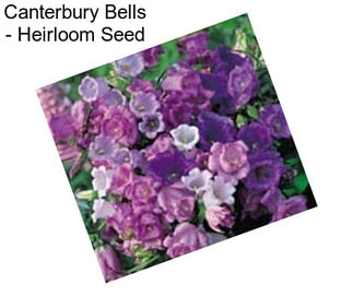 Canterbury Bells - Heirloom Seed