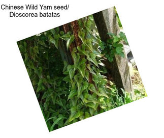 Chinese Wild Yam seed/ Dioscorea batatas