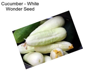 Cucumber - White Wonder Seed