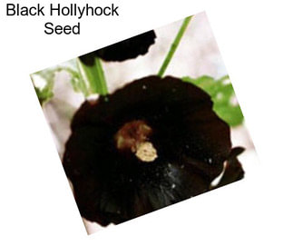 Black Hollyhock Seed