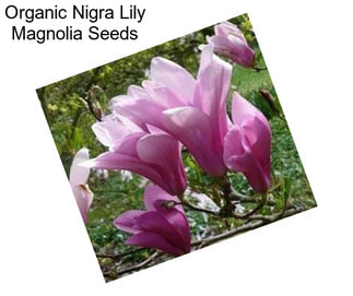 Organic Nigra Lily Magnolia Seeds