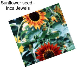 Sunflower seed - Inca Jewels