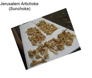 Jerusalem Artichoke (Sunchoke)