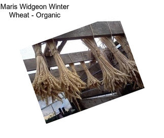 Maris Widgeon Winter Wheat - Organic