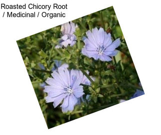 Roasted Chicory Root / Medicinal / Organic