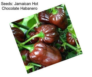 Seeds: Jamaican Hot Chocolate Habanero