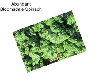 Abundant Bloomsdale Spinach