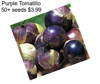 Purple Tomatillo 50+ seeds $3.99