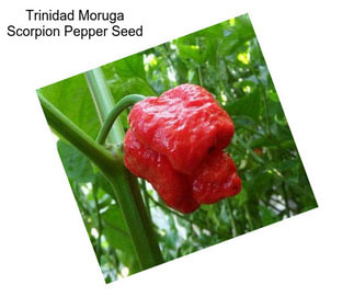 Trinidad Moruga Scorpion Pepper Seed