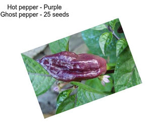 Hot pepper - Purple Ghost pepper - 25 seeds