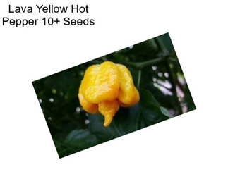 Lava Yellow Hot Pepper 10+ Seeds