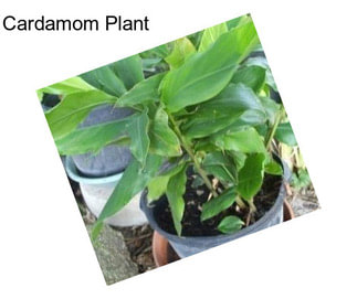 Cardamom Plant