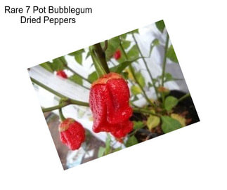 Rare 7 Pot Bubblegum Dried Peppers
