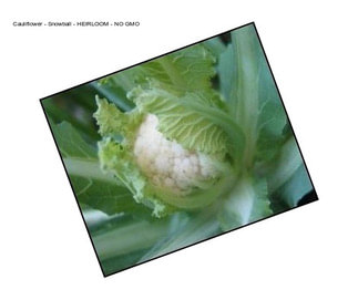 Cauliflower - Snowball - HEIRLOOM - NO GMO