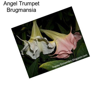 Angel Trumpet Brugmansia