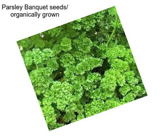 Parsley Banquet seeds/ organically grown