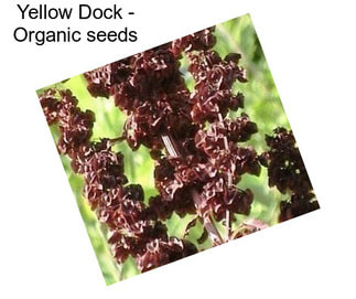 Yellow Dock - Organic seeds