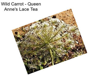 Wild Carrot - Queen Anne\'s Lace Tea