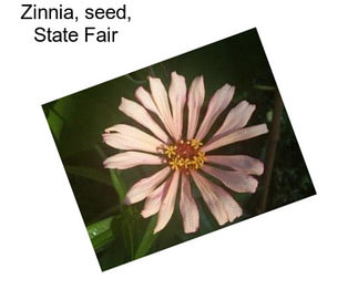 Zinnia, seed, State Fair