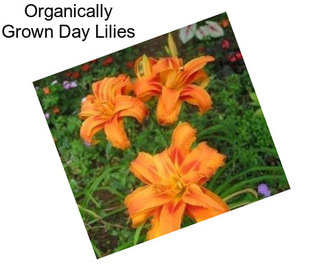 Organically Grown Day Lilies