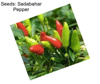 Seeds: Sadabahar Pepper