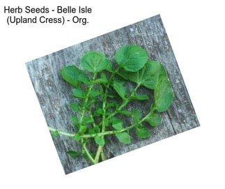 Herb Seeds - Belle Isle (Upland Cress) - Org.