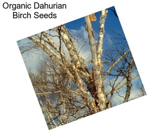 Organic Dahurian Birch Seeds