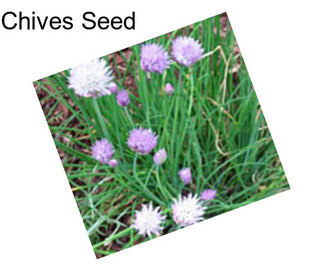 Chives Seed