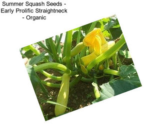 Summer Squash Seeds - Early Prolific Straightneck - Organic