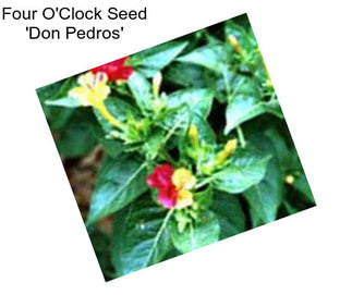 Four O\'Clock Seed \'Don Pedros\'