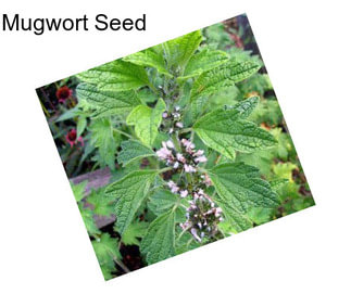 Mugwort Seed