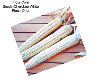 Flour Corn Seeds-Cherokee White Flour, Orig.