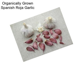 Organically Grown Spanish Roja Garlic
