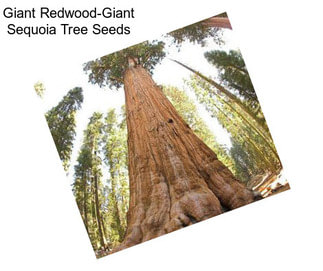 Giant Redwood-Giant Sequoia Tree Seeds