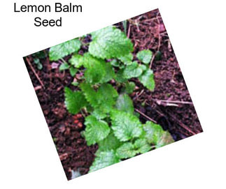Lemon Balm Seed