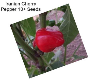 Iranian Cherry Pepper 10+ Seeds