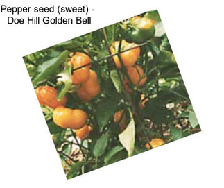Pepper seed (sweet) -  Doe Hill Golden Bell