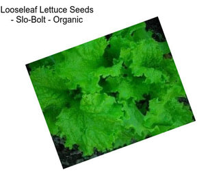 Looseleaf Lettuce Seeds - Slo-Bolt - Organic