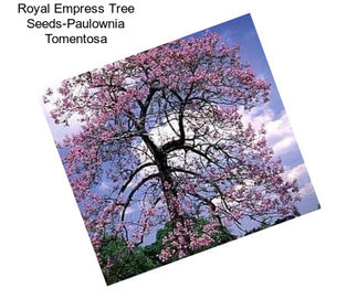 Royal Empress Tree Seeds-Paulownia Tomentosa