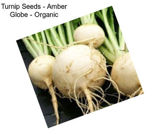 Turnip Seeds - Amber Globe - Organic