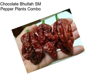 Chocolate Bhutlah SM Pepper Plants Combo